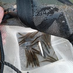 2023/04/08 大阪市内河川 稚鮎釣り