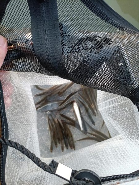 2023/04/08 大阪市内河川 稚鮎釣り