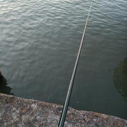 2023/04/09 大阪市内河川 稚鮎釣り