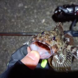 2023/04/09 南港ライトゲーム釣行