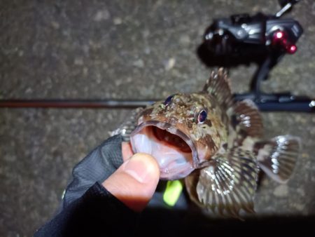 2023/04/09 南港ライトゲーム釣行