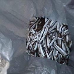 2023/04/13 大阪市内河川 稚鮎釣り