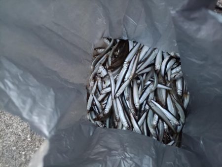 2023/04/13 大阪市内河川 稚鮎釣り