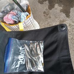 2023/04/17 大阪市内河川 稚鮎釣り