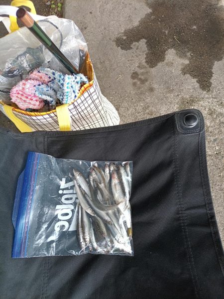 2023/04/17 大阪市内河川 稚鮎釣り