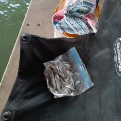 2023/04/20 大阪市内河川 稚鮎釣り