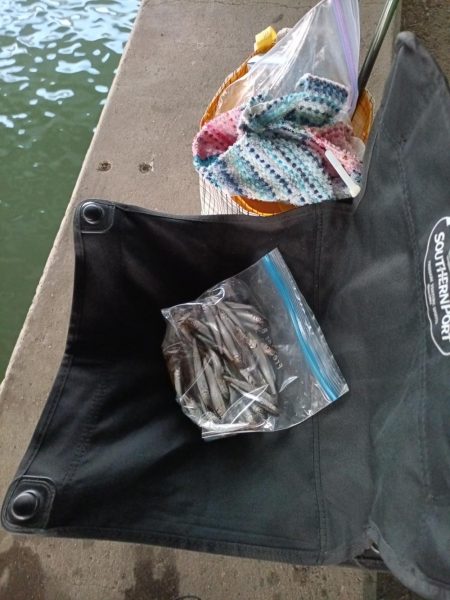 2023/04/20 大阪市内河川 稚鮎釣り