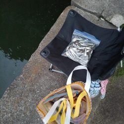 2023/04/23 大阪市内河川 稚鮎釣り