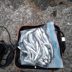 2023/04/24 大阪市内河川 稚鮎釣り