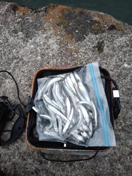 2023/04/24 大阪市内河川 稚鮎釣…