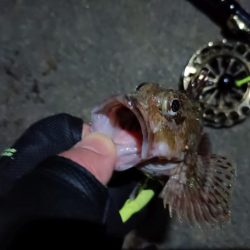 2023/04/24 舞洲ヘチ釣り釣行 遠征