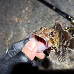 2023/04/27 南港ヘチ釣り釣行