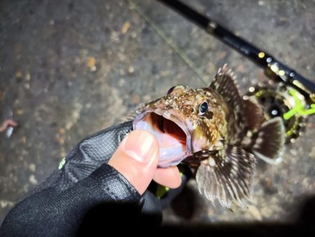 2023/04/27 南港ヘチ釣り釣行