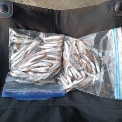 2023/04/28 大阪市内河川 稚鮎釣り