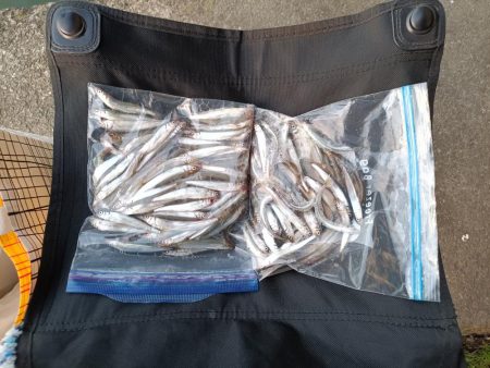 2023/04/28 大阪市内河川 稚鮎釣り