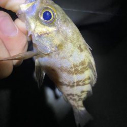 あの手この手で