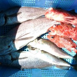 泉州丸　釣果