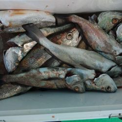 泉州丸　釣果