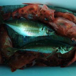 泉州丸　釣果