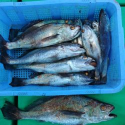 泉州丸　釣果