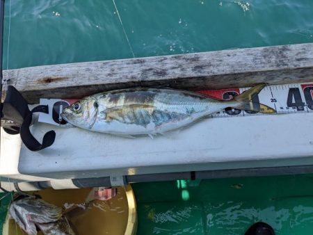 またまたクログチ（泉州丸）