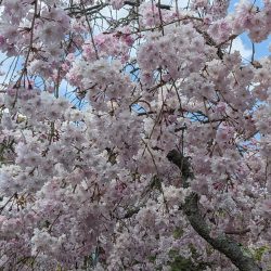 花見とバス釣り