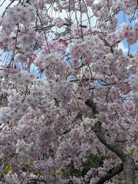 花見とバス釣り