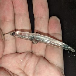 自作プラグで大型サバ、アジ