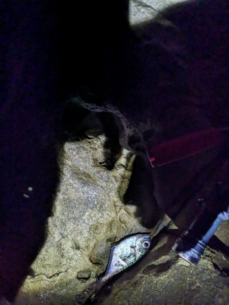 エギング&アジング