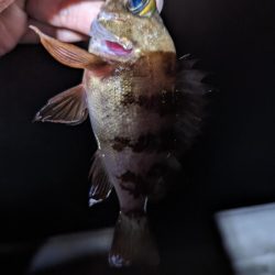 試行錯誤の爆釣アジング🐟