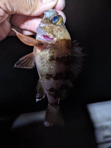 試行錯誤の爆釣アジング🐟