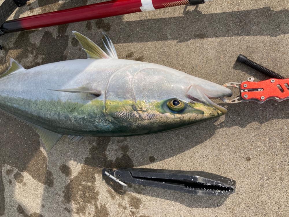 ブリ2枚釣れました