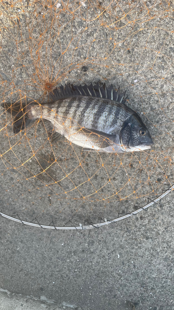 波止フカセで乗っ込みチヌ！！