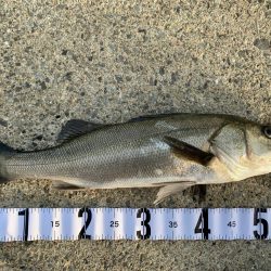 朝シーバス　4本