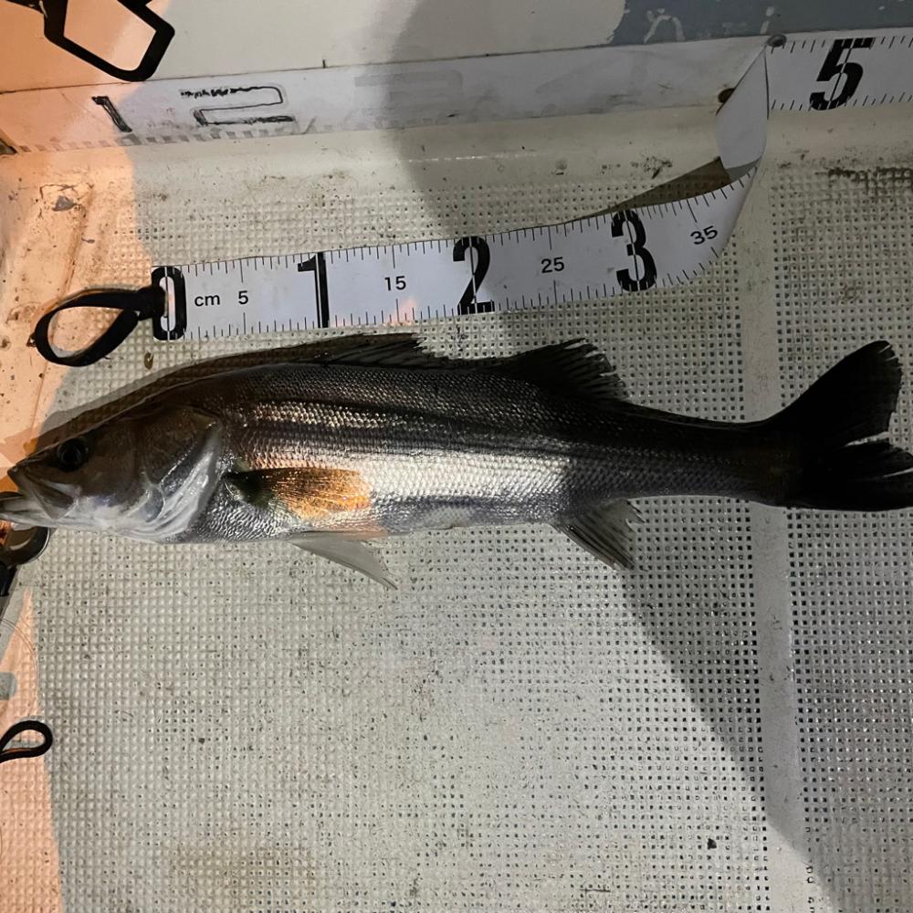 春ボートシーバス