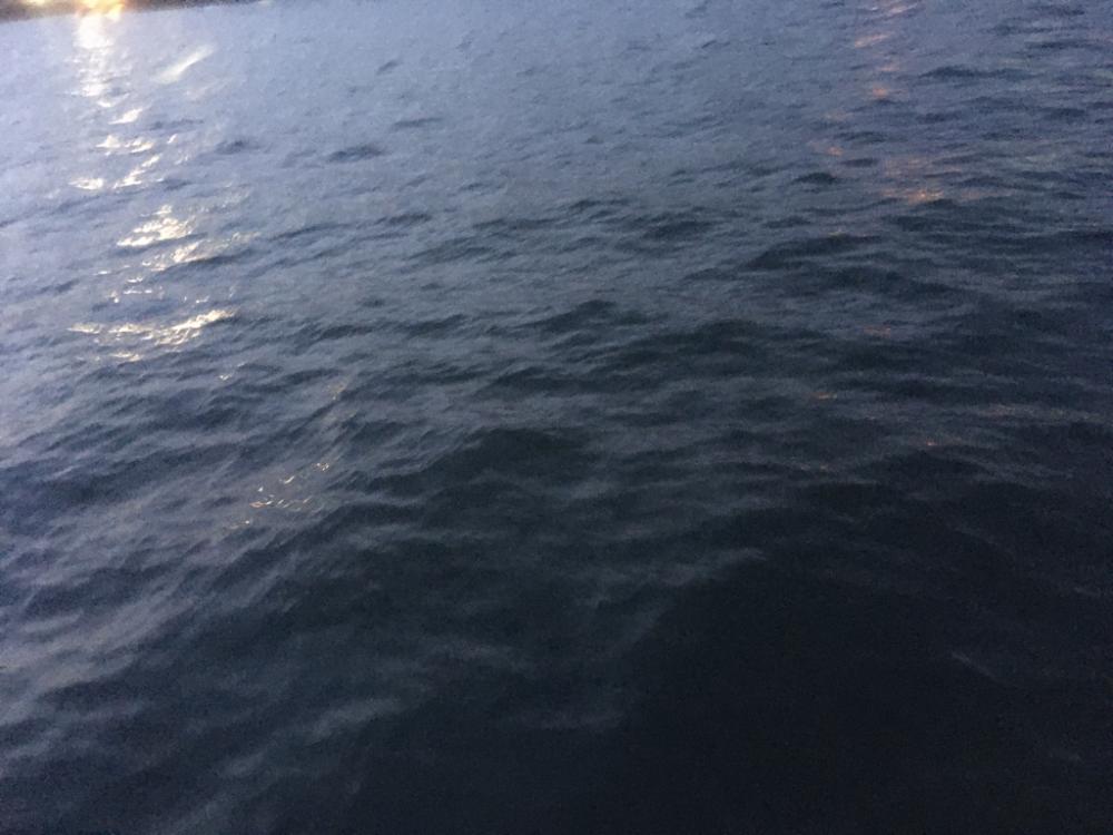 ヘチでチヌ、ブリは不発