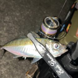 今日もライトゲーム！