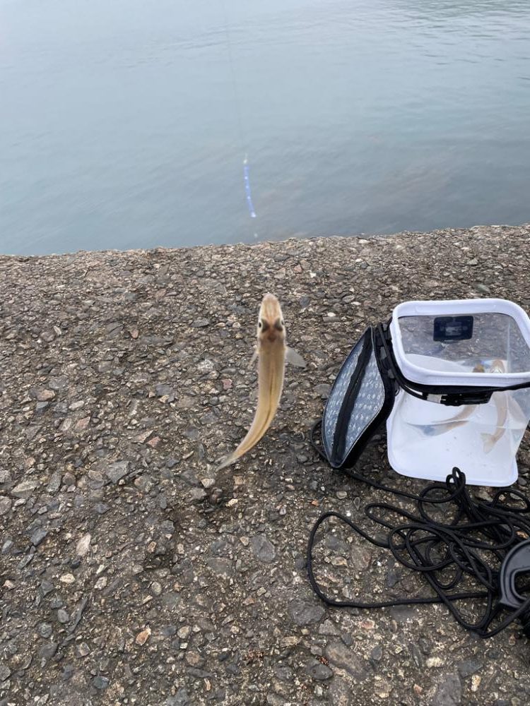 春のキス釣り好調なスタート