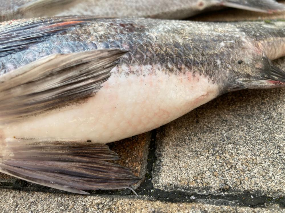 ぽかぽか陽気、魚の活性高い