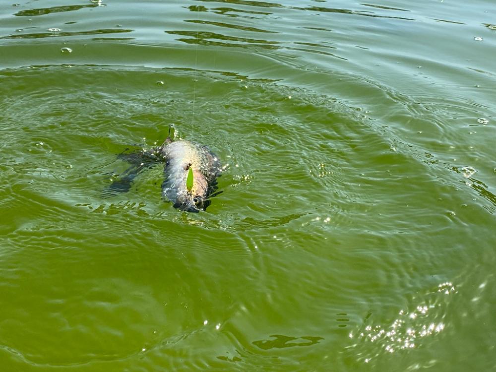 放流パターン爆破　かめプー