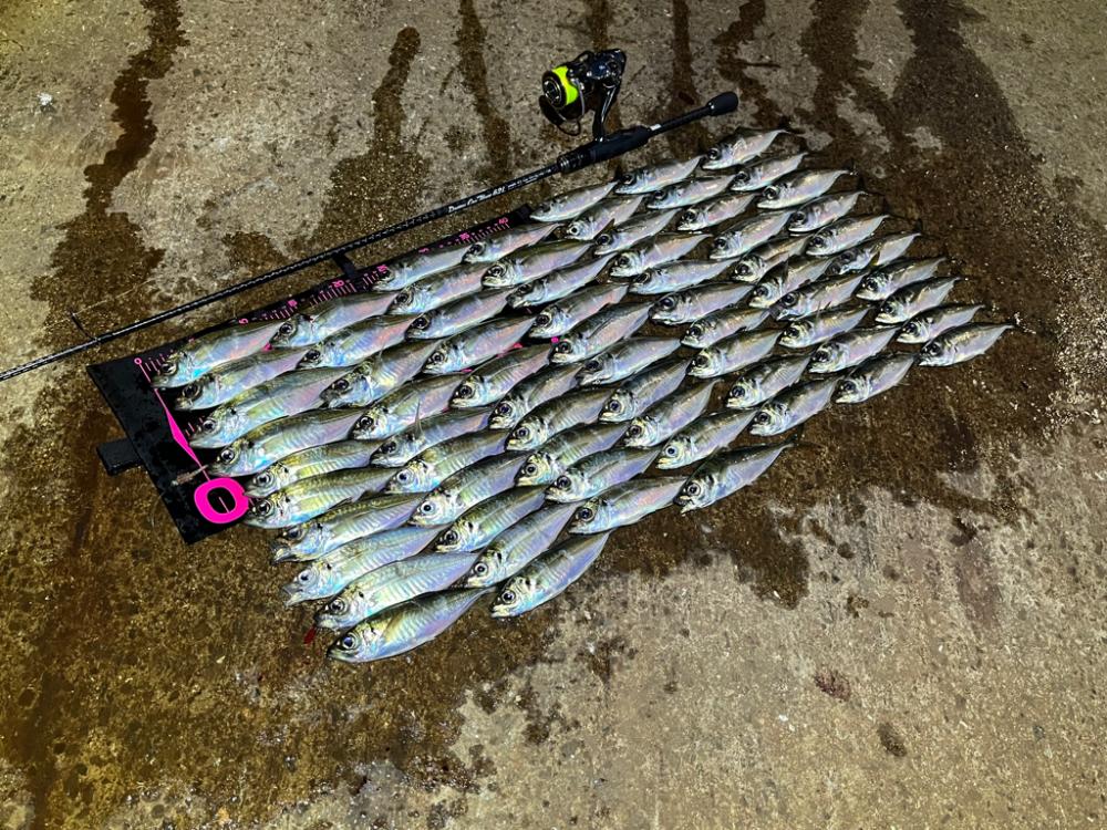 離島アジング爆釣!