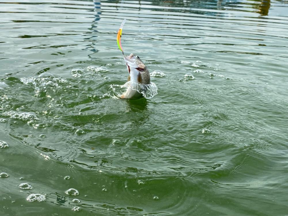 かめプー　エリアトラウト　管釣り
