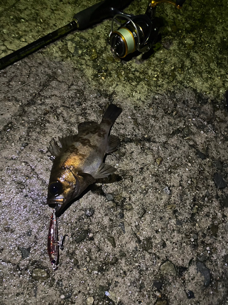 メバキング初釣果