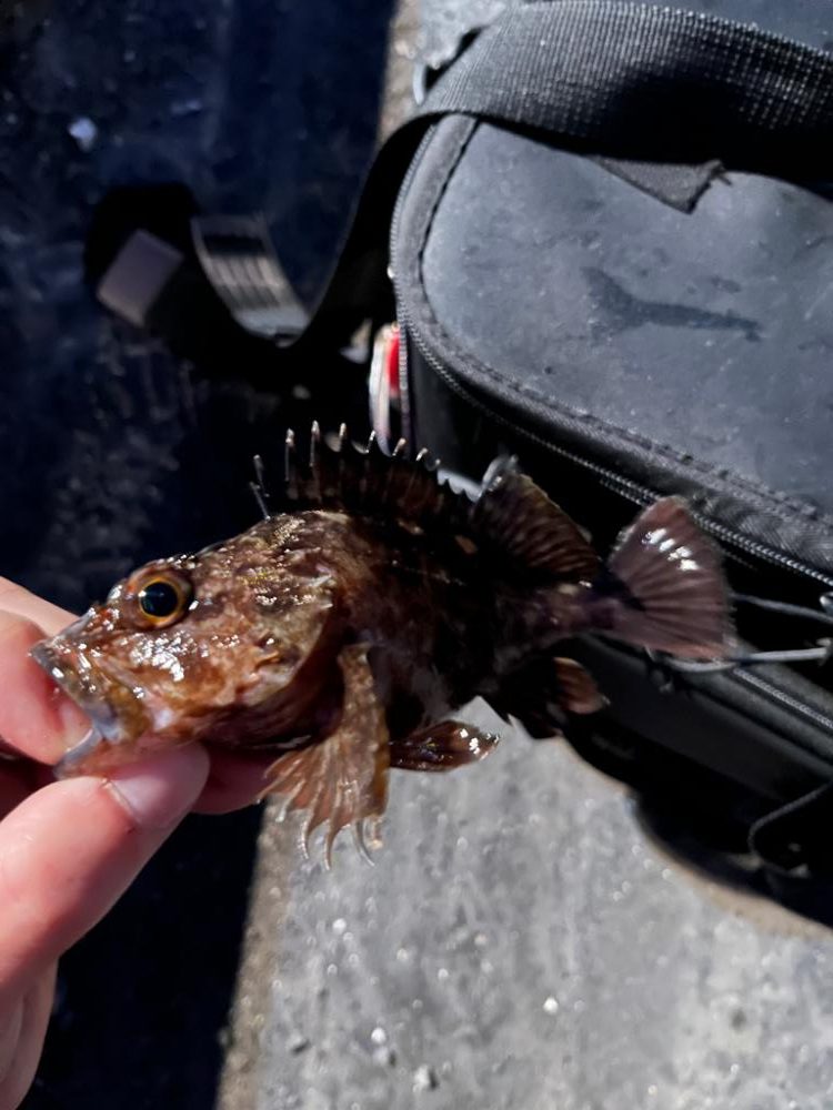 春のタケノコ祭り継続中?
