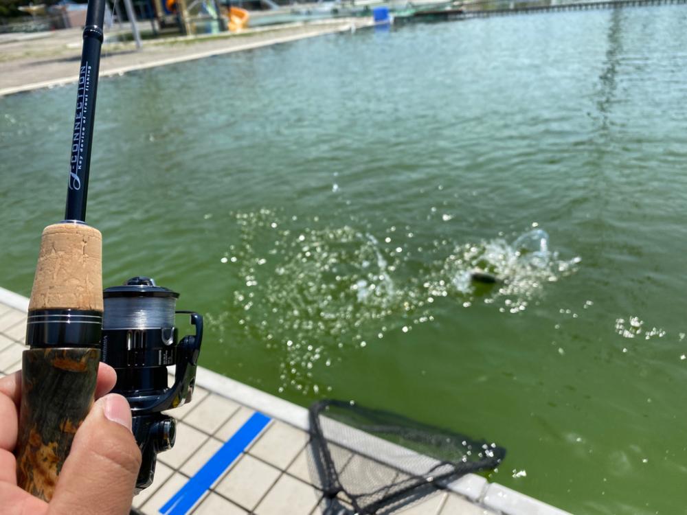 エリアトラウト　かめプー入れ食い