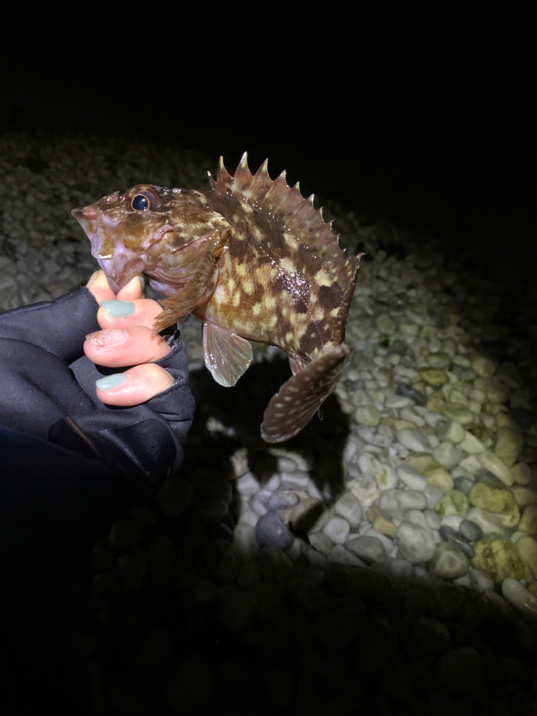 メバリングデビュー