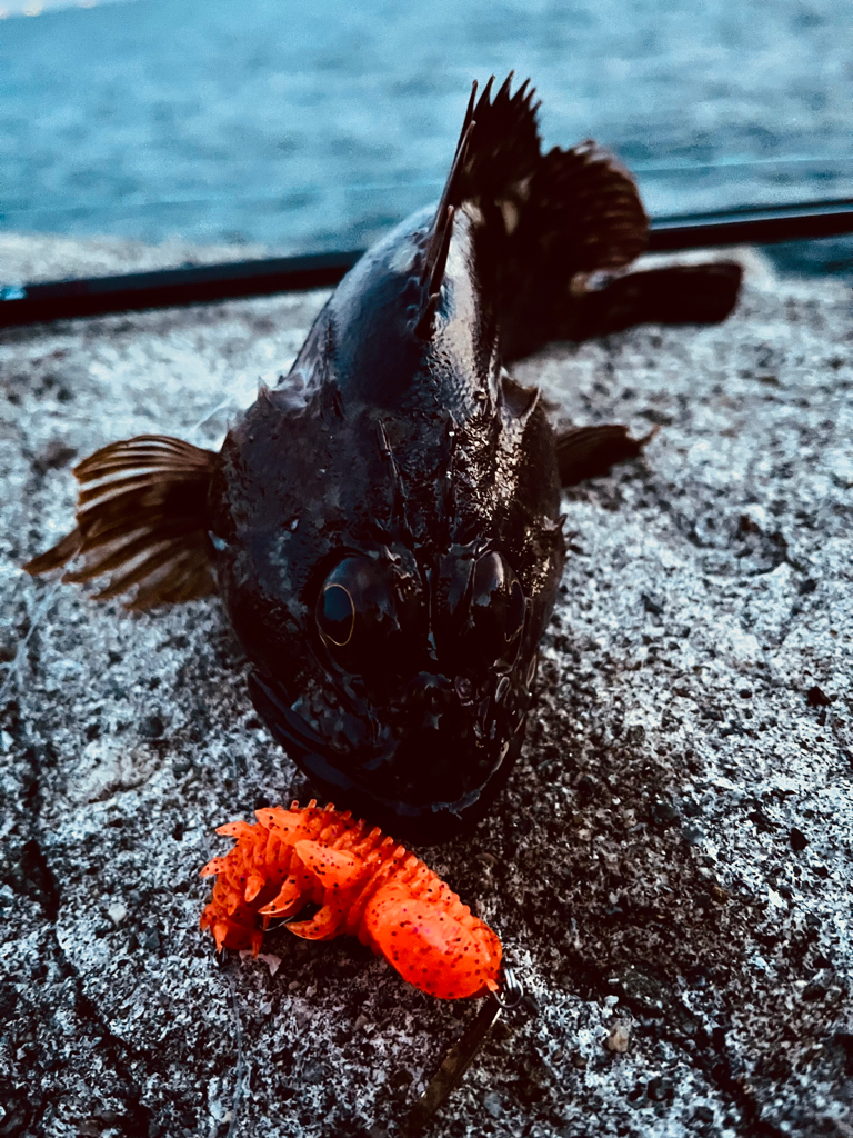 ロックフィッシュ