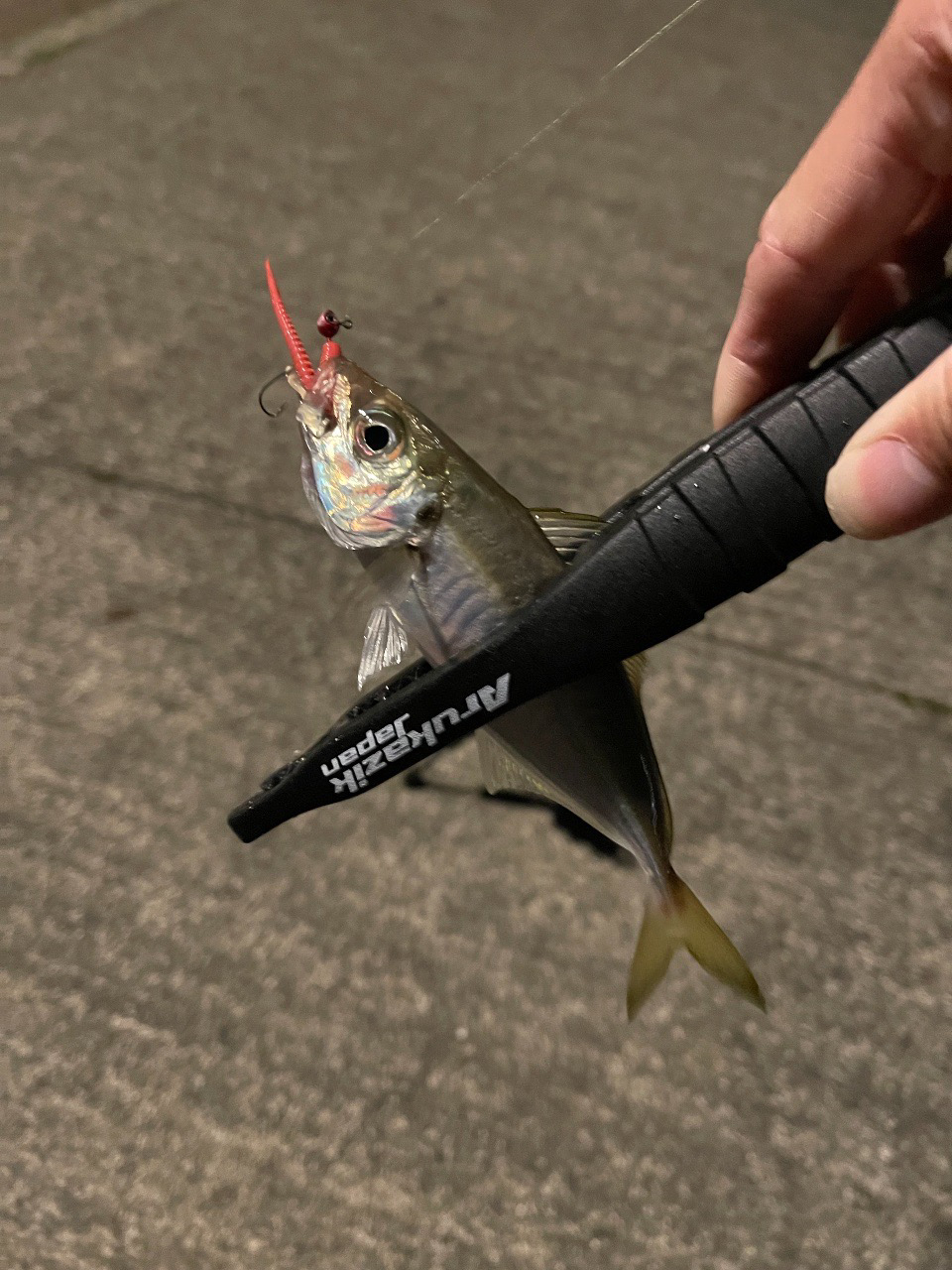 舞鶴でアジング