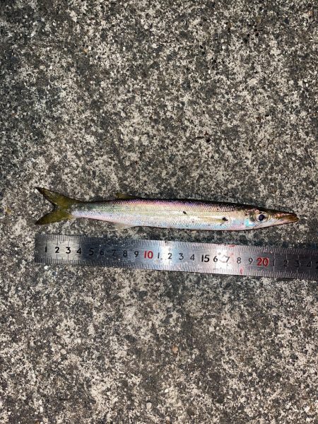 アジング良い感じ