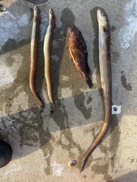 夜中のアナゴ釣り